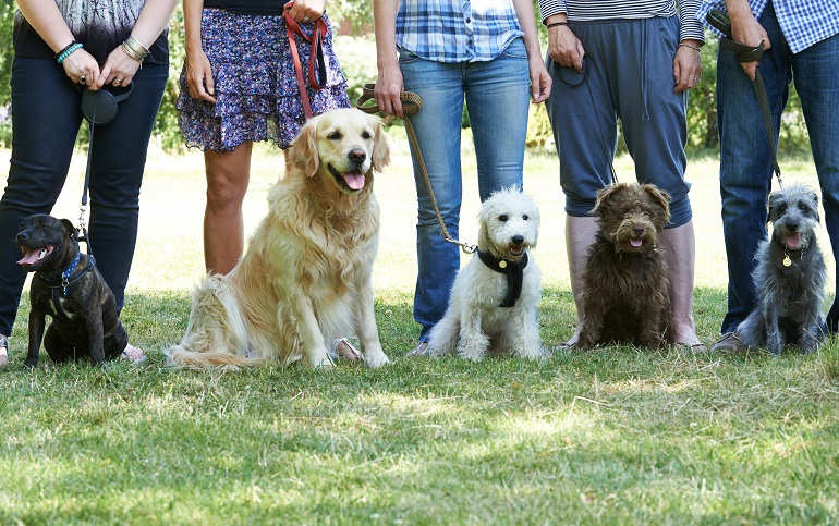 Finde Hundetraining in deiner Nähe - Petlindo