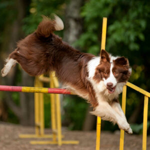 Border Collie springt über Agility Hindernis