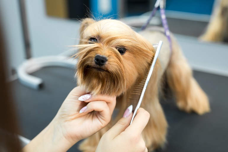 Hundefriseur In Der Nähe Jetzt Geöffnet Finde Hundefriseure in deiner Nähe – Petlindo