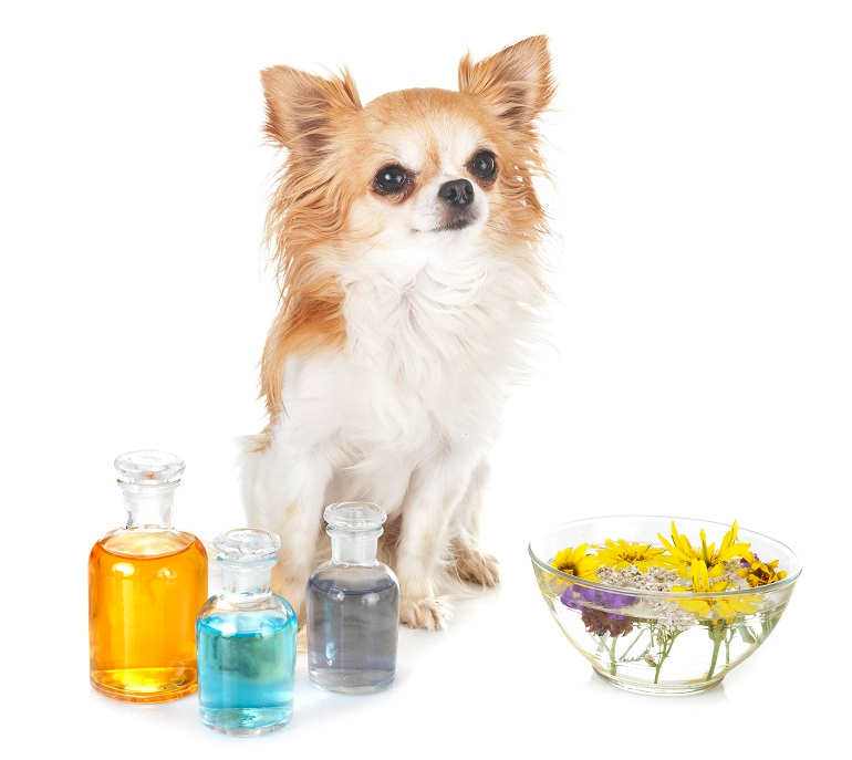 Verschiedene Homöopathische Mittel vor einem sitzenden, braunweißen Chihuahua